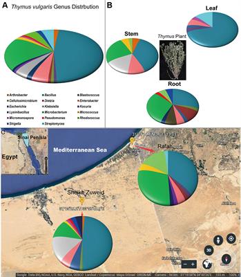 Beneficial Endophytic Bacterial Populations Associated With Medicinal Plant Thymus vulgaris Alleviate Salt Stress and Confer Resistance to Fusarium oxysporum